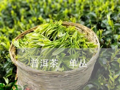 普洱茶 单丛/2023042797982